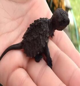During a walk, the young girl came across something very strange: a small black creature was lying in the grass. 😲 At first, she thought it was just an ordinary lizard and that it wouldn’t hurt to take it to the vet. 😥 But when the vet saw the strange animal, he turned pale and said sharply: — Do not touch it again under any circumstances! What was it? 🤔 Details in the first comment 👇👇