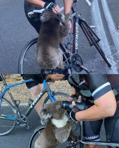Australia’s heat waves and wildfires leave animals desperate for relief