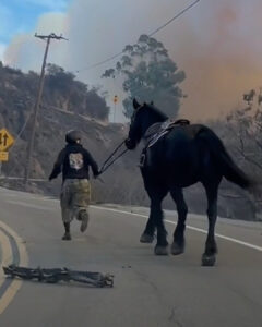 Riding Through the Flames: How a 16-Year-Old Saved a Horse Named Sovereignty.