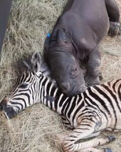 Daisy and Modjadji: The Orphaned Rhino and Zebra Who Found Family in Each Other.