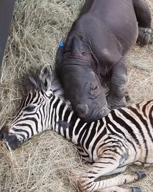 Daisy and Modjadji: The Orphaned Rhino and Zebra Who Found Family in Each Other.
