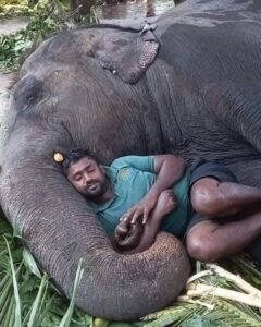 He hadn’t planned to fall asleep. But her breath was steady, her trunk curled gently against his chest—and in that quiet, he let go.