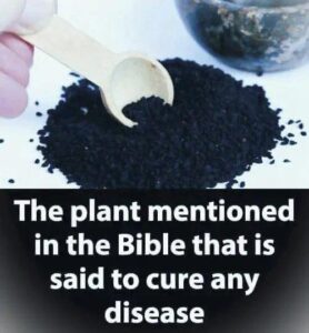 Plant in the Bible Said to Heal All Ailments…