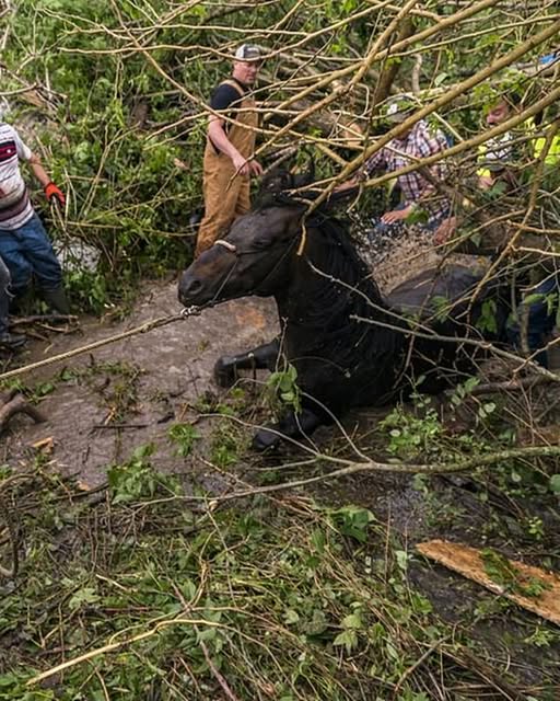 2 horses trapped in mud for several hours in Lebanon rescued by 40 people