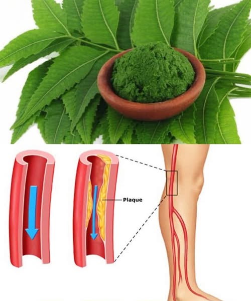 Discover the Power of the Leaf That Will Transform Your Health! 🌿💪