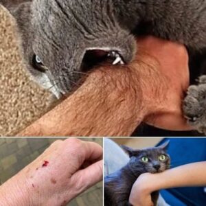 If the cat bites you, here’s what it really means…