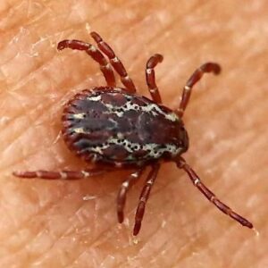 Steps to take when discovering a tick…