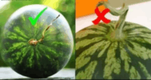 Easy ways to choose watermelons that are perfectly ripe, sweet, and thin-fleshed