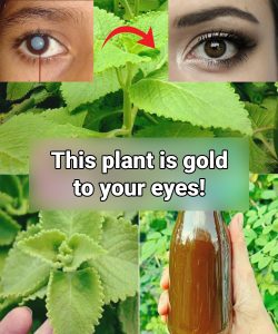 Home remedies for vision with oregano