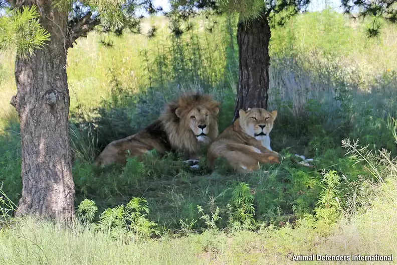 Leo and Muñeca: A Love Written in Roars and Whispers.