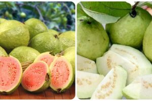 Discover the power of this miracle fruit to lower blood sugar