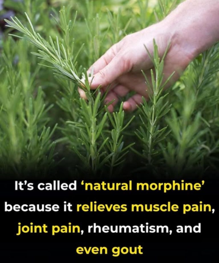 The Benefits of Rosemary for Older Adults: Nature’s Help for Healthy Aging Han ttBy Han ttOctober 16, 20254 Mins Read Share    As we grow older, our bodies experience natural changes – slower metabolism, weaker immunity, and greater vulnerability to memory loss and inflammation. One herb that has long been used for its healing and restorative properties is rosemary. Beyond being a flavorful kitchen ingredient, rosemary is now considered as a natural ally in promoting healthy aging.  Promoted Content  Αν έχεις 50 ευρώ, σύντομα θα έχεις 83.000 ευρώ! Κοίτα αυτό! More… 300 75 100  Αυτή η παλιά μέθοδος για 29000 € λειτουργεί ακόμα – έλεγξέ το More… 186 47 62 1. Encourages Brain Health and Memory One of rosemary’s most studied effects is its potential to enhance memory and cognitive function. The herb consists of natural compounds that may protect brain cells from damage caused by oxidative stress and inflammation. These compounds help stimulate circulation to the brain and encourage the neurotransmitters that are crucial for focus and clarity.  Inhaling the aroma of rosemary or drinking rosemary tea may improve alertness and concentration. Some small studies have explored that even the scent of rosemary can boost recall and reaction time. For older adults, this makes rosemary an easy and natural way to encourage daily mental performance and possibly slow age-related decline.  2. Combats Inflammation and Oxidative Stress Aging is often accompanied by chronic inflammation, which plays a vital role in conditions like heart disease, arthritis, and neurodegeneration. Rosemary is loaded with antioxidants that help neutralize harmful free radicals and ease inflammation throughout the body.  By fighting oxidative stress, rosemary can protect cells from premature aging and help keep healthier tissues and organs. Regular use such as adding rosemary to meals or drinking it as tea can gently support the body’s natural defense systems without the need for harsh medications.  3. Boosts Immunity   As we age, the immune system becomes less efficient at protecting us from infections and viruses. Rosemary naturally encourages immune health through its antibacterial, antiviral, and antifungal properties. Applying rosemary regularly in cooking or as a warm infusion can help boost the body’s natural resistance and promote overall vitality.  In addition, rosemary contains trace minerals and nutrients that contribute to better metabolic function and energy production, helping older adults feel more active and resilient.  Discover more Buy party supplies online Communication workshops Purchase flight booking deals Purchase home security systems Motherhood support groups Find healthy cooking tips Find divorce lawyer services Lifestyle multivitamins Insult response strategies 4. Relieves Aches and Improves Circulation Many older adults experience muscle stiffness, joint pain, or poor circulation. Rosemary has traditionally been used to relieve aches and improve blood flow. Applying diluted rosemary crucial oil to sore areas may soothe muscles, while drinking rosemary tea can help stimulate circulation.  Better bl00d flow means more oxygen and nutrients reach the body’s tissues, which encourages healing and reduces fatigue. This makes rosemary especially helpful for people with sedentary lifestyles or those recovering from long periods of inactivity.  5. Improves Emotional Well-Being Emotional balance is just as important as physical health in later years. The pleasant, invigorating scent of rosemary can help reduce anxiety, fatigue, and mild depression. It’s often used in aromatherapy to uplift mood and clear mental fog.  The herb’s ability to boost bl00d circulation to the brain may also play a role in boosting mood and energy levels. For seniors, even a short session of rosemary aromatherapy or a warm cup of rosemary tea can bring calmness, focus, and comfort.    How to Use Rosemary Safely There are many simple ways to blend rosemary into daily life:   As a seasoning: Add fresh or dried rosemary to roasted vegetables, soups, or meat dishes. As a tea: Steep a few sprigs of rosemary in hot water for a refreshing, earthy tea. As an essential oil: Use a few drops in a diffuser for aromatherapy or mix with a carrier oil for gentle massage. As a bath soak: Add dried rosemary or a few drops of its oil to warm bath water to relax muscles and ease tension. Rosemary is more than just a fragrant herb. It’s a symbol of vitality, clarity, and renewal. For older adults, it provides gentle support for the body and mind: protecting memory, easing pain, strengthening immunity, and lifting the spirit. Whether using in food, tea, or aromatherapy, rosemary reminds us that nature still offers powerful tools to help us age with health and grace.  Related posts: Remove one thing from your home and you’ll live longer: A 92-year-old cardiologist talks about health and the heart. The 88-year-old doctor advises: Don’t ignore these 6 common itchy areas in the elderly! When your liver is bad, these parts start to hurt People with these 3 health problems should NEVER drink coffee Continue Reading Interesting For You  Αν έχεις 50 ευρώ, σύντομα θα έχεις 83.000 ευρώ! Κοίτα αυτό! Stellar  Αυτή η παλιά μέθοδος για 29000 € λειτουργεί ακόμα – έλεγξέ το Stellar  Θα μετατρέψεις αυτόματα 2 € σε 2111 € Stellar  Το μοναδικό προϊόν που αναδομεί χόνδρο και θεραπεύει αρθρώσεις! Artovitel  Γιατρός στο Αθήνα: Πόνος σε γόνατα, πλάτη ή γοφούς; Μην αγνοείτε Osteflex  Αν έχεις 50 ευρώ, σύντομα θα γίνουν 83.000 ευρώ! Δες το! The Financial Strategist  Κάνε το 15’ τη μέρα και κέρδισε 4.400 € Stellar  Big, Bold, And Beautiful: Hunter McGrady’s Rise To Fame Herbeauty  Γιατρός προτείνει θεραπεία για πόνους στα γόνατα σε 1 βδομάδα Artovitel  Steamy, Sizzling, Unforgettable: Vampire Diaries’ Hottest Scenes! Herbeauty  Ο πόνος στις αρθρώσεις θα εξαφανιστεί αν δοκιμάσετε αυτό το πρωί! Artovitel  Μία κουταλιά πριν τον ύπνο μειώνει 16 κιλά σε 2 εβδομάδες! Nano slim  Meet Hunter McGrady: The Plus-Size Model Breaking Barriers Herbeauty  5 Lesbian Love Stories That Made History Herbeauty  Remember Donna D’Errico? See Her Surprising Transformation! Brainberries Related Posts Today I Learned How to Properly Use the Detergent Drawer in a Washing Machine – No Wonder My Clothes Weren’t Getting Clean October 18, 2025 What Is a Microwave Ring Cover For? October 18, 2025 My daughter-in-law had no idea that the house she was living in was mine. She called the cops on me — I just laughed out loud in shock — my son turned pale… but it was too late! October 17, 2025 Don’t Miss Lifestyle The Millionaire’s Daughter Has Only 3 Months to Live—The Maid Leads Him to an Anonymous Doctor and the Only Condition That Resists Him Silently By EanOctober 18, 2025 The Countdown No Parent Can Bear By the time the sun set behind the glass…  Black maid kicked out of billionaire’s home for stealing money – But what hidden camera reveals is surprising. October 18, 2025 My Dad’s Fiancée Wanted to Wear My Late Mom’s Wedding Dress — But What Happened Next Broke My Heart October 18, 2025 “There’s Something Moving In My Ear!” — The Night A Five-Year-Old’s Whisper Sent A Whole ER Into Action October 18, 2025  Home Lifestyle Technology TV & Drama Privacy Policy © 2025 ThemeSphere. Designed by ThemeSphere.