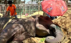 Goodbye, Noor Jehan: The Elephant Who Made a Nation Weep