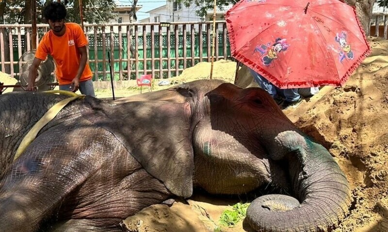 Goodbye, Noor Jehan: The Elephant Who Made a Nation Weep
