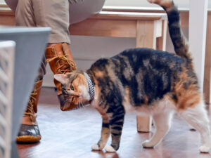 When a Cat Rubs Against You — What Should You Do?