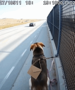 He Thought It Was Just a Stray Dog Tied to a Fence on a Deserted Highway — But When He Opened the Envelope Around Its Neck, the Words Inside Made His Bl00d Run Cold: ‘Do You Remember Me?’