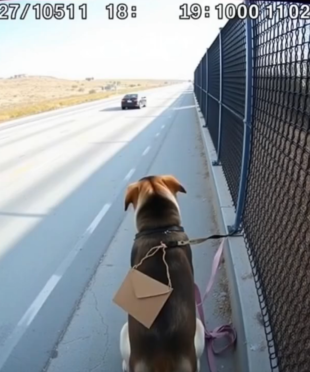 He Thought It Was Just a Stray Dog Tied to a Fence on a Deserted Highway — But When He Opened the Envelope Around Its Neck, the Words Inside Made His Bl00d Run Cold: ‘Do You Remember Me?’
