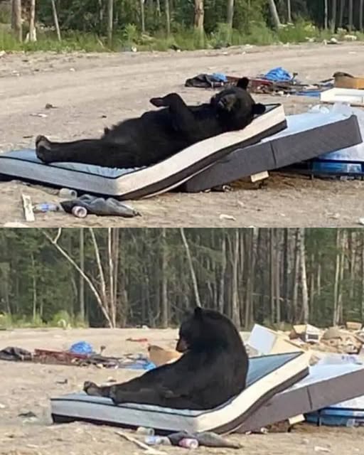 The Bear Who Knew How to Relax