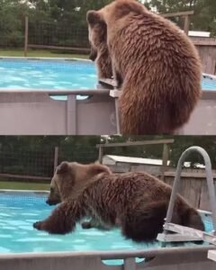 Bruiser the Bear: The 600-Pound Swimmer Who Loves a Good Belly Flop.