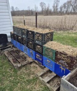 8 Simple Steps to Grow Potatoes in Milk Crates For A Big Harvest