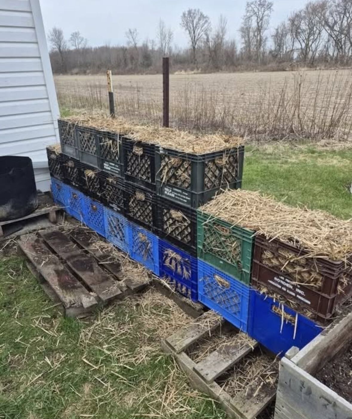 8 Simple Steps to Grow Potatoes in Milk Crates For A Big Harvest