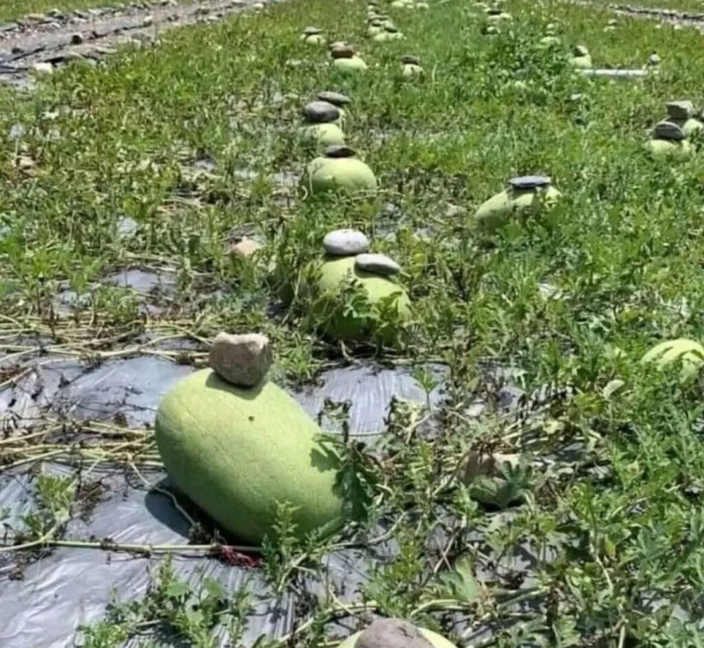 Here’s A Simple Trick Makes Your Watermelon Sweeter, Juicier, and Easier to Grow