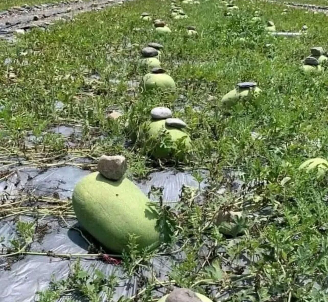 Here’s A Simple Trick Makes Your Watermelon Sweeter, Juicier, and Easier to Grow