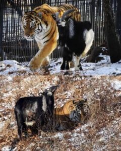 From Predator to Companion: The Unexpected Friendship of Amur and Timur