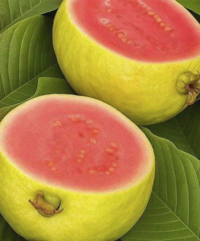 Guava and Its Leaves: A Natural Ally in the Fight Against Diabetes