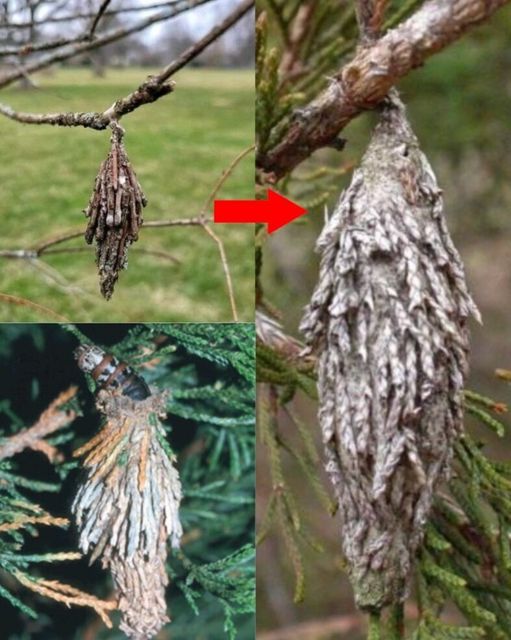 The Hidden Danger of the Evergreen Bagworm!