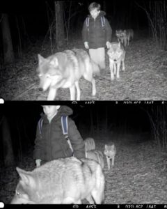 How the Wolves Showed Me the Way — The Story of a Lost Boy