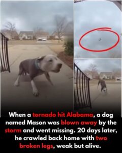 A true story that touched hearts around the world