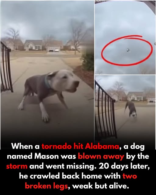 A true story that touched hearts around the world