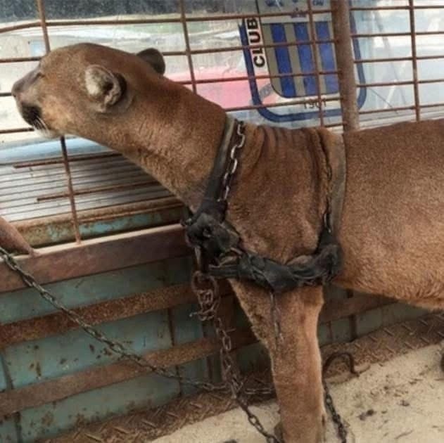 Mountain lion was locked up for 20 long years, now watch his reaction when he’s released