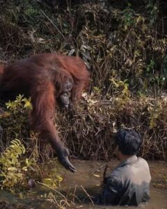 The Hand That Reached Across Species.