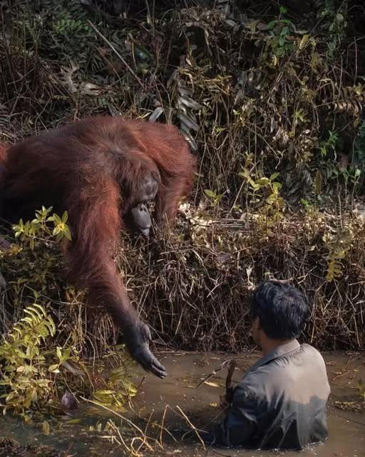 The Hand That Reached Across Species.
