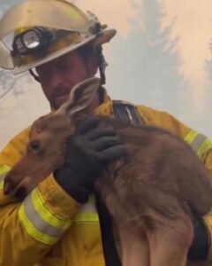 The Firefighter Who Broke the Rules to Save a Life: A True Act of Courage Amid the Flames