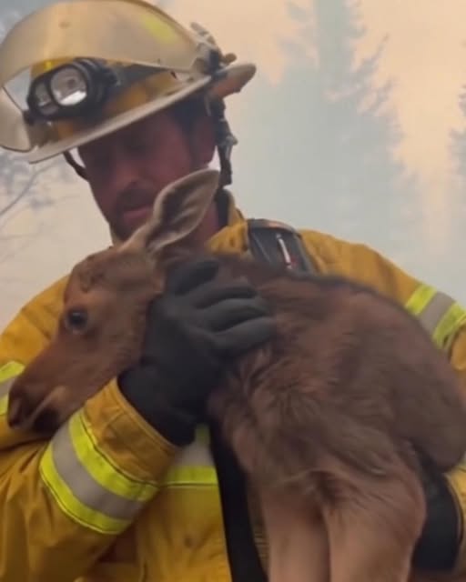 The Firefighter Who Broke the Rules to Save a Life: A True Act of Courage Amid the Flames