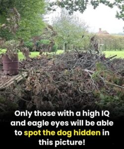 Can you spot the hidden dog? Only people with eagle eyesight can!