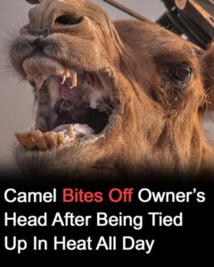 Neglected camel kills owner after hours tied in scorching heat