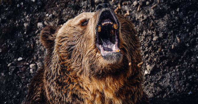 Bear attack survivor’s chilling final note to family