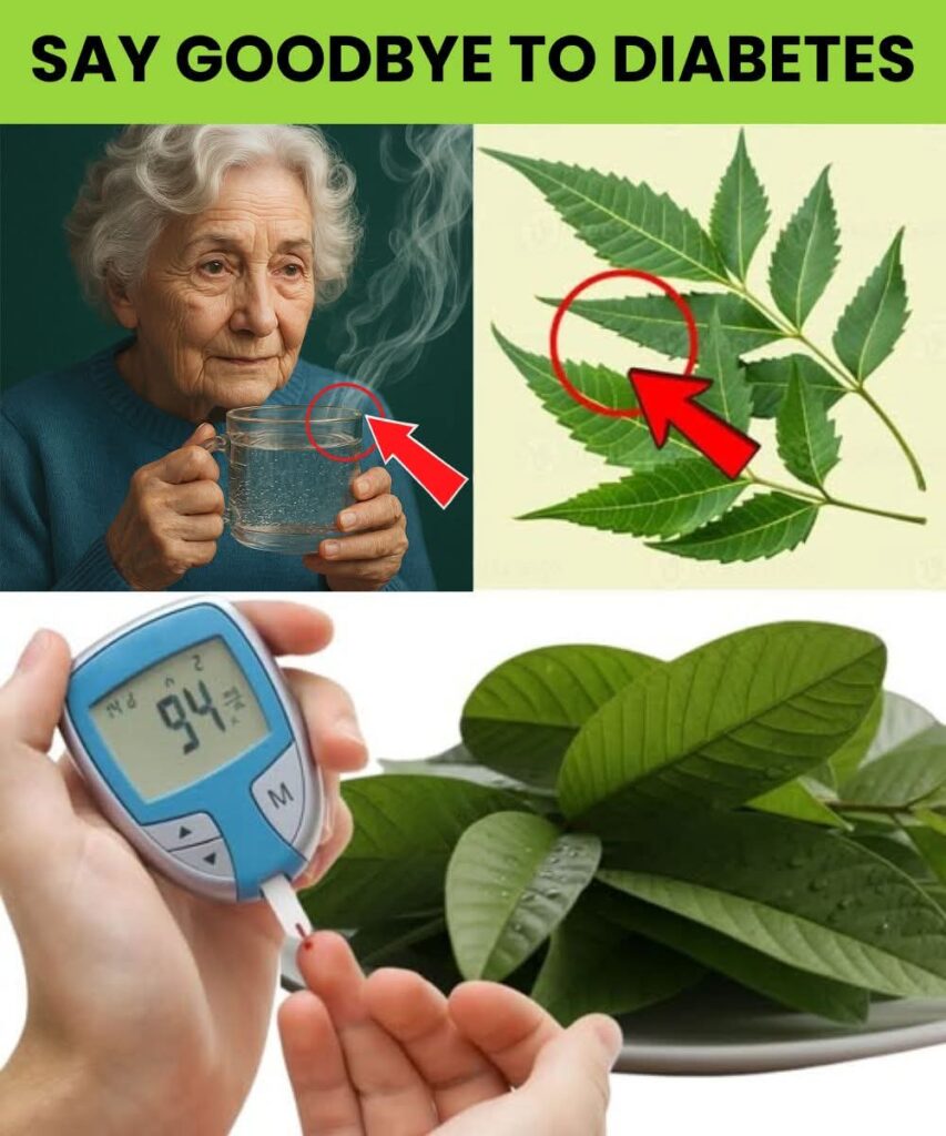 SENIORS: This 1 Leaf DESTR0YS Diabetes & Melts Belly Fat (Doctors HATE It!)