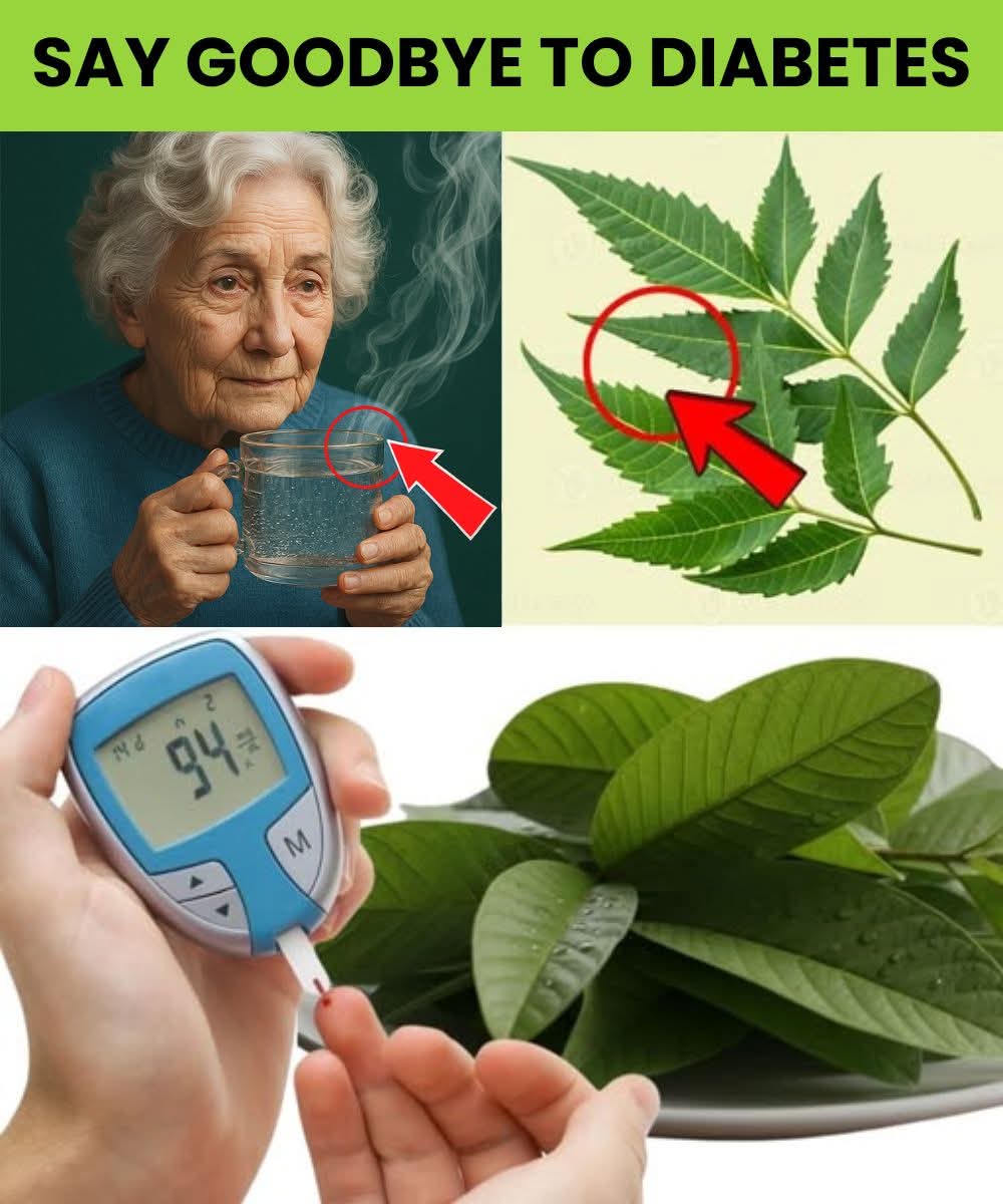 SENIORS: This 1 Leaf DESTR0YS Diabetes & Melts Belly Fat (Doctors HATE It!)