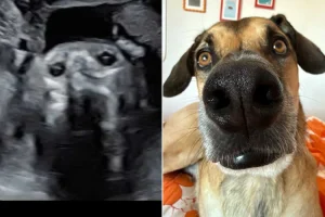 Pregnant Woman Left Shocked After Her Sonogram Images Have ‘Uncanny’ Resemblance to Her Dog (Exclusive)