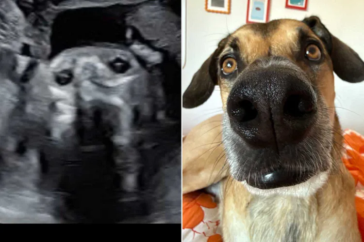 Pregnant Woman Left Shocked After Her Sonogram Images Have 'Uncanny' Resemblance to Her Dog (Exclusive)