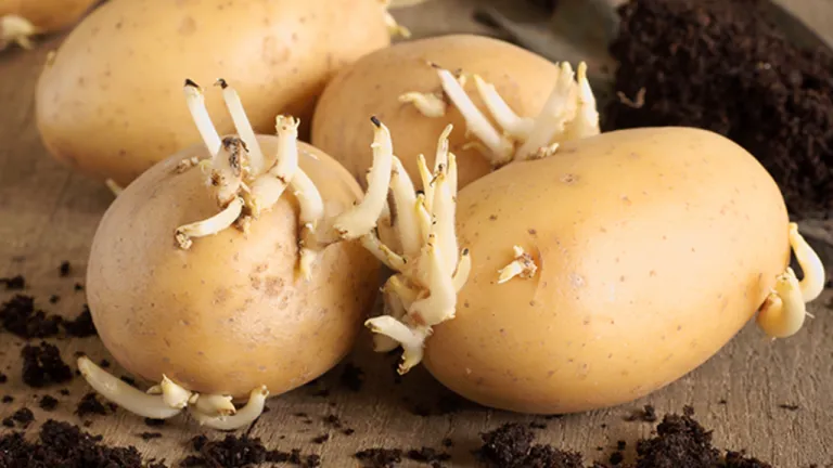 Sprouted Potatoes: The Silent Enemy in Your Kitchen That Can Harm Your Health, Be Careful