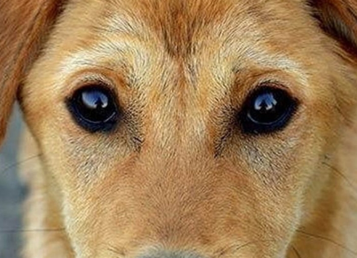 The Real Meaning When Your Dog Stares Into Your Eyes