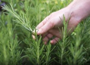 The Benefits of Rosemary for Older Adults: Nature’s Help for Healthy Aging