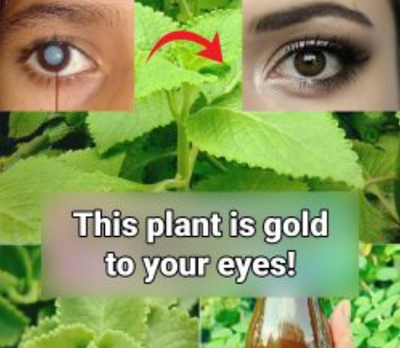 Home remedies for vision with oregano