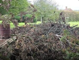 Can you spot the hidden dog? Only people with eagle eyesight can!